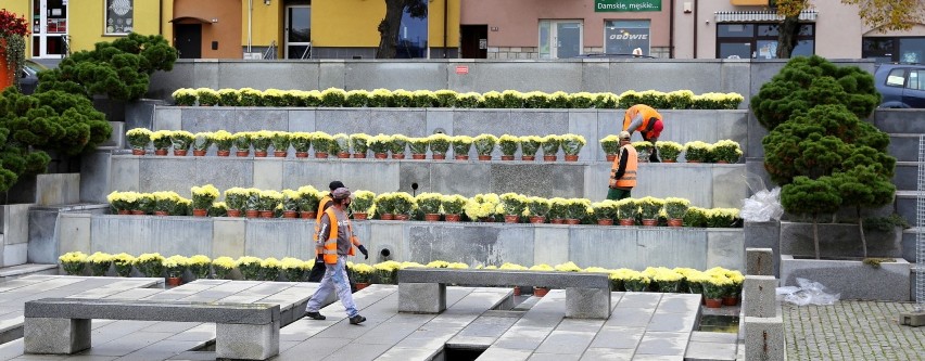 Chryzantemy „zakwitły” na ostrowieckim Rynku. Ruszyła akcja pomocy lokalnym producentom [ZDJĘCIA]