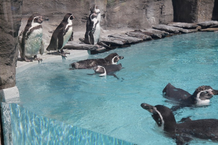 Pingwiny wróciły na wybieg zewnętrzny śląskiego zoo. Piękna...