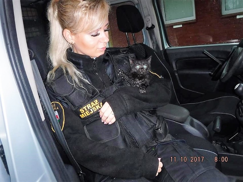 Piła: strażnicy miejscy kotu na ratunek
