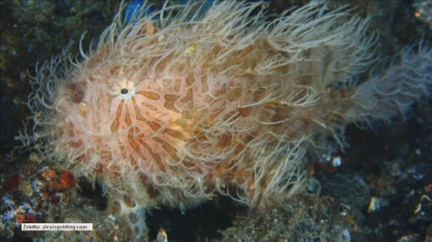 Te zwierzęta istnieją naprawdę! Zobaczcie, co kryje się w głębi oceanu