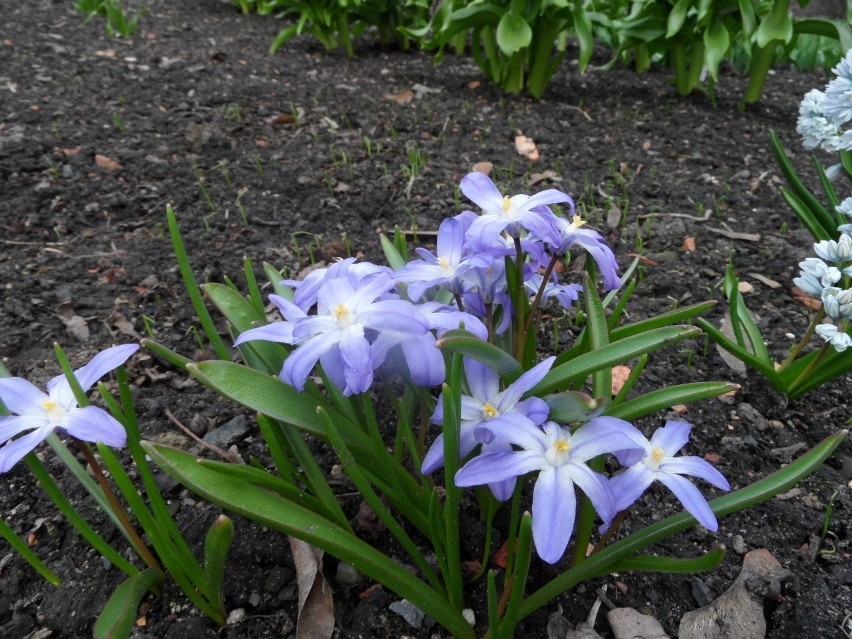 Miejski Ogród Botaniczny w Zabrzu. Otwarcie 1 maja. Wybierzecie się na wypoczynek na łonie natury?