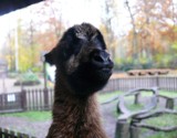 Zoo Poznań - Kolejne urodziny. Oto Rogalik, baranek owcy kameruńskiej