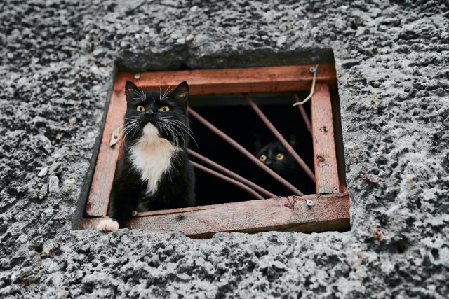 Wolno żyjące koty w Gorzowie będą miały ocieplane domki.