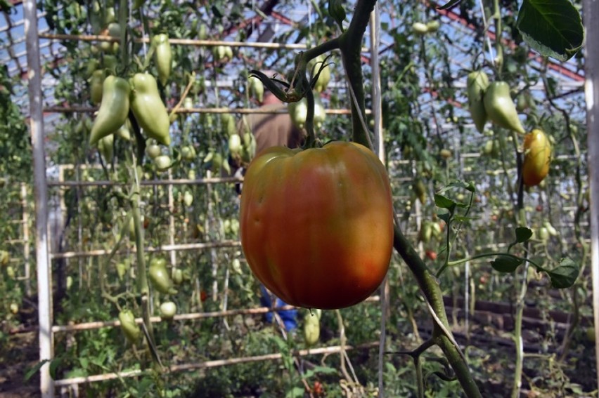 Ekologiczne pomidory z Lipiec pod Legnicą [ZDJĘCIA]
