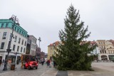 Żywa choinka stanęła na Starym Rynku w Bydgoszczy. Święta tuż-tuż [zdjęcia]