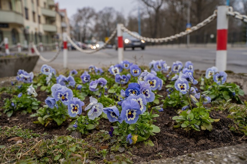 Ładne kwiatki - bratki. Tysiące wiosennych roślin na ulicach Skierniewic