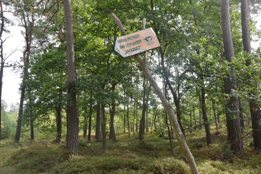 Urokliwy powiat lęborski. Wędrówka od dzikiej plaży, po średniowieczne grodzisko