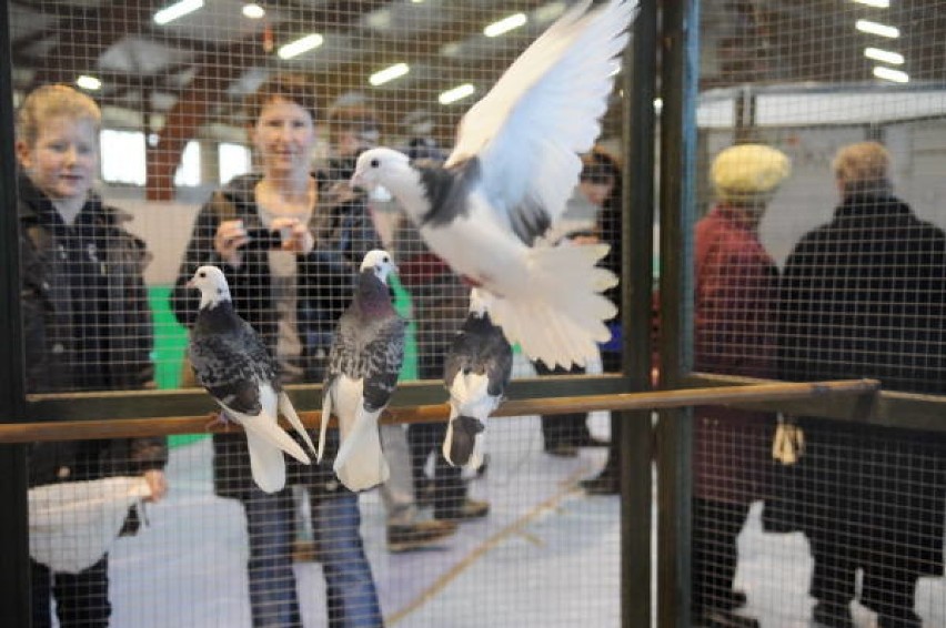 Wystawa gołębi w Drzonkowie w 2014