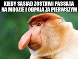 Znacie Janusza z memów? Nosacz sundajski stał się symbolem polskiego internetu. Gdzie można spotkać nosacze? [NOWE MEMY]