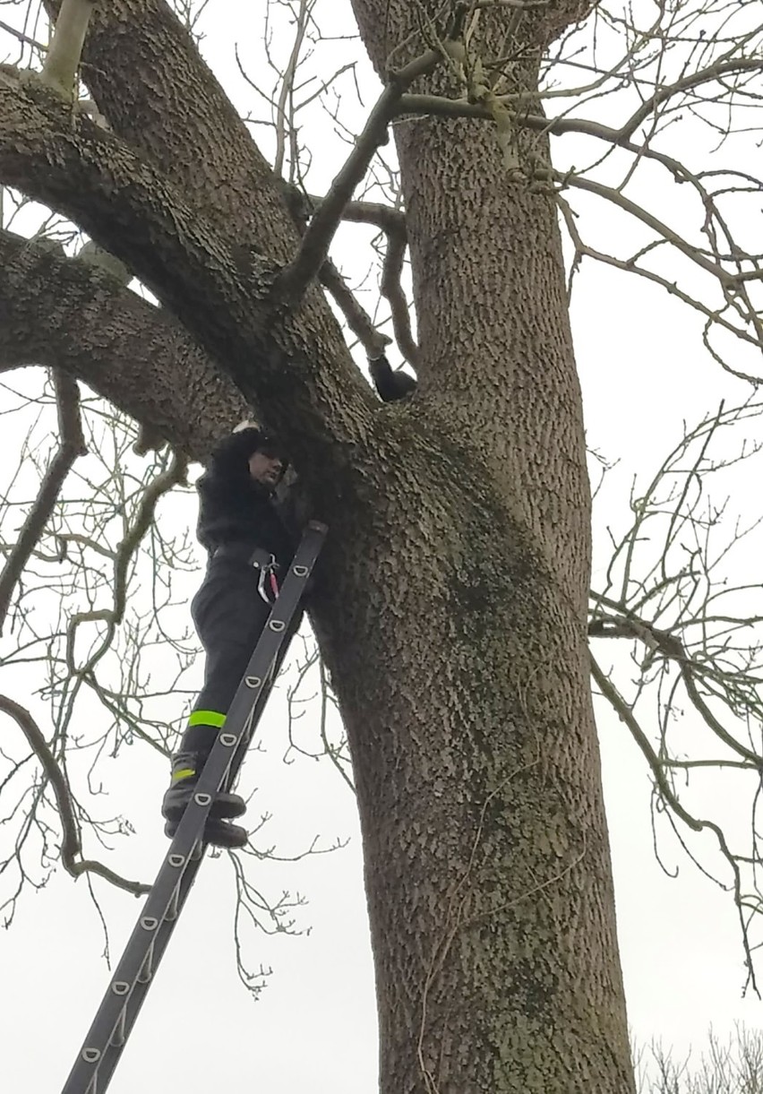 Kot spędził kilka dni na wysokim drzewie w Lesznie. Zdjęli go strażacy z OSP Medyka