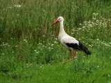 Bociany powróciły na teren bydgoskiego ZOO 