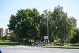 Bulwersująca wycinka drzew pod przebudowę skrzyżowania w Kielcach. Zniknie piękna aleja. Zobacz zdjęcia