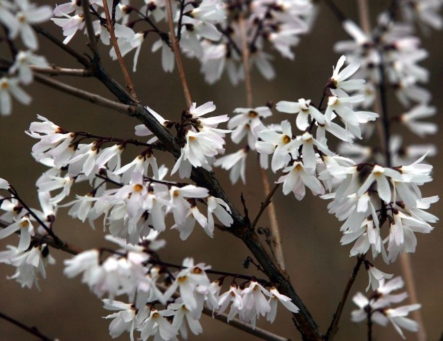 Kwiatowe pędy forsycji zawiązują najwięcej kwiatów w trzecim roku życia krzewu. Wtedy taki szpaler wygląda najpiękniej