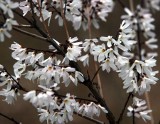 Przegląd roślin: Forsycja - krzew, który w Polsce jest symbolem pełni wiosny