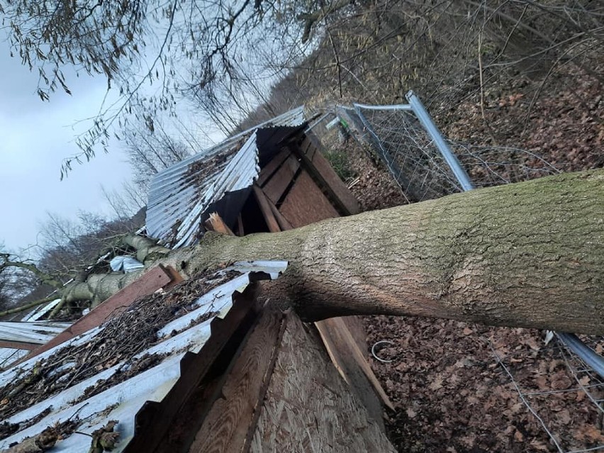 Wichura w powiecie oleśnickim. Porywisty wiatr powalił drzewa i zerwał dachy, drzewo runęło na kojce w Przytul Pyska