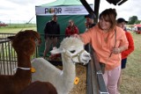 Kaszubska Jesień Rolnicza w Lubaniu. Weekend wśród zwierząt, maszyn i regionalnych przysmaków [ZDJĘCIA]