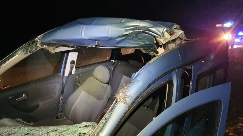 Wypadek w gminie Żytno. Po zderzeniu samochodu z łosiem 2 osoby trafiły do szpitala