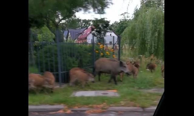 Chciałoby się powiedzieć, że dzień jak co dzień w Zielonej Górze? I dokładnie tak jest! Stada dzików widywane na ulicach w mieście to już norma. Tym razem zwierzęta zauważył jeden z naszych Czytelników około godziny 5.00 rano w drodze do pracy. Zobaczcie, co działo się przy ulicy Ludowej. Mamy zdjęcia i film!

