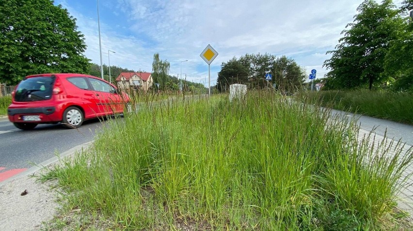 Trawa w Gorzowie ma być koszona do poziomu 10 cm.