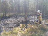 W okolicach Loryńca doszło do pożaru ściółki leśnej
