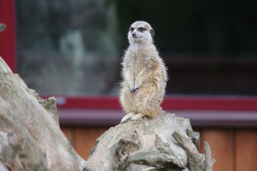 Nowe zwierzaki dołączyły do dużej rodziny chorzowskiego zoo....