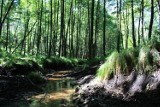 Ich oczom ukazał się las… zaśmiecony. Sprzątanie lasu w Gliwicach w najbliższą sobotę – w akcji może pomóc każdy