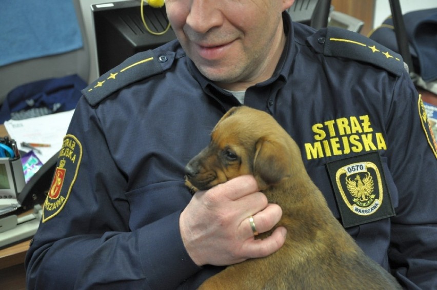 Straż Miejska uratowała porzuconego psa i nazwała go "Słoik" 