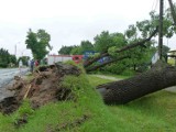 Piotrków, powiat: Wichura zerwała dachy, powaliła drzewa 20.07.2011 - ZDJĘCIA