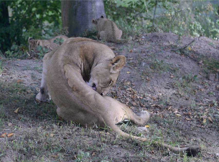 W gdańskim zoo można oglądać 9 lwów