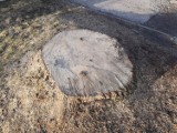 Kradzież drzewa na Ursynowie. Dzielnica szuka sprawcy nielegalnej wycinki 