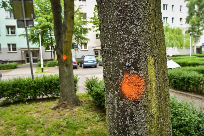 Leszno. Jest szansa na uratowanie drzew na Niemieckiej.  Urząd Marszałowski oceni zasadność tej wycinki [ZDJĘCIA]