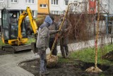 Częstochowa chce zadbać o zieleń. Służyć temu mają parki kieszonkowe, kwietne łąki, a także przesadzenia drzew