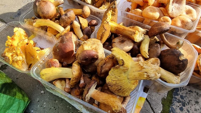 Mnóstwo grzybów na kieleckich bazarach. Jakie były ceny we wtorek, 11 października? Zobacz zdjęcia