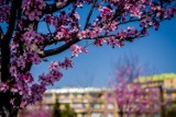 Wałbrzych: Bajkowa alejka kwitnących wiśni na Podzamczu (ZDJĘCIA)