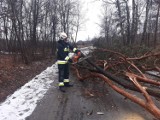 Tarnowskie. Mocno wieje w regionie. Strażacy usuwali powalone drzewa, które blokowały w wielu miejscach drogi [ZDJĘCIA, 28.01]