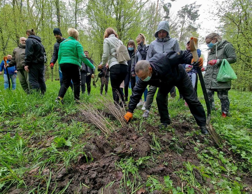 Akcja sadzenia drzew w parku na Lipowicy w Przemyślu [ZDJĘCIA]