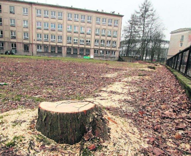 Na alei Legionów wycięto szpaler dorodnych drzew, bo miło ładnego wyglądu były chore. Kolidowały też z budową hali.