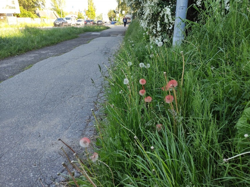 Czerwone rośliny na Piaskowej Górze w Wałbrzychu i inne roślinne osobliwości [ZDJĘCIA]