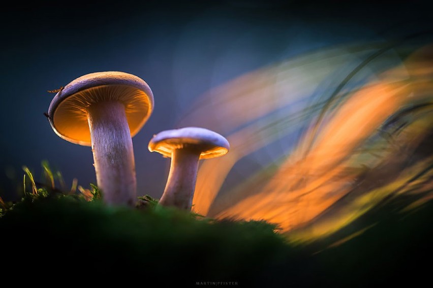 Świecące grzyby