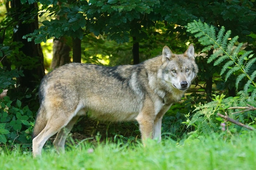 O obecności wilków na naszych terenach świadczą też liczby....