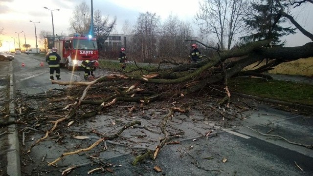 Huragan Ksawery w Mysłowicach. Powalone drzewo na ul. Chopina. Uwaga na utrudnienia!