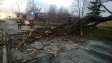 Orkan Ksawery w Mysłowicach: Sześć powalonych drzew w nocy i trzy w dzień