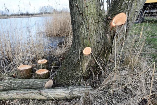 Wycinki i prace gruntowe na Malinie realizowane są przez Polski Związek Wędkarski - Koło Garnizonowe "Zaodrze"