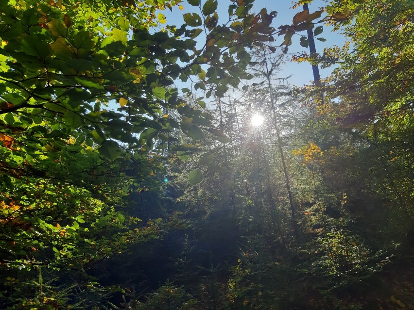 Jesień w lasach powiatu gdańskiego