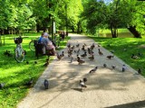 Tak wygląda Park Wolności w Brzegu w letniej scenerii. To magiczne miejsce, które uwielbiają mieszkańcy [ZDJĘCIA]