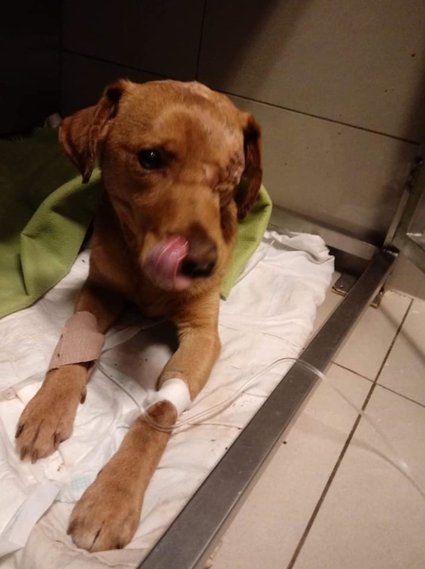 Zakopany w lesie w gminie Siedlisko pobity pies przeżył bestialstwo. Teraz ma pomoc od prawie tysiąca czterystu ludzi 