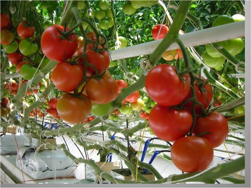 Siechnickie pomidory