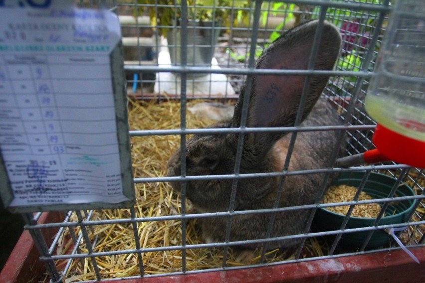 Palmiarnia Poznańska - wystawa królików i nutrii