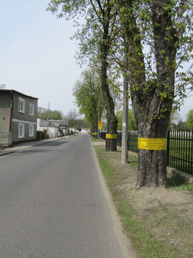 -&nbsp;O co chodzi z tymi żółtymi opaskami na drzewach. Po co tak opasuje się pnie? - pytają kuracjusze i goście uzdrowiska, a także niektórzy mieszkańcy. To obraz wojny, wypowiedzianej groźnemu szkodnikowi kasztanowców. Nazywa się szrótówek kasztanowcowiaczek.