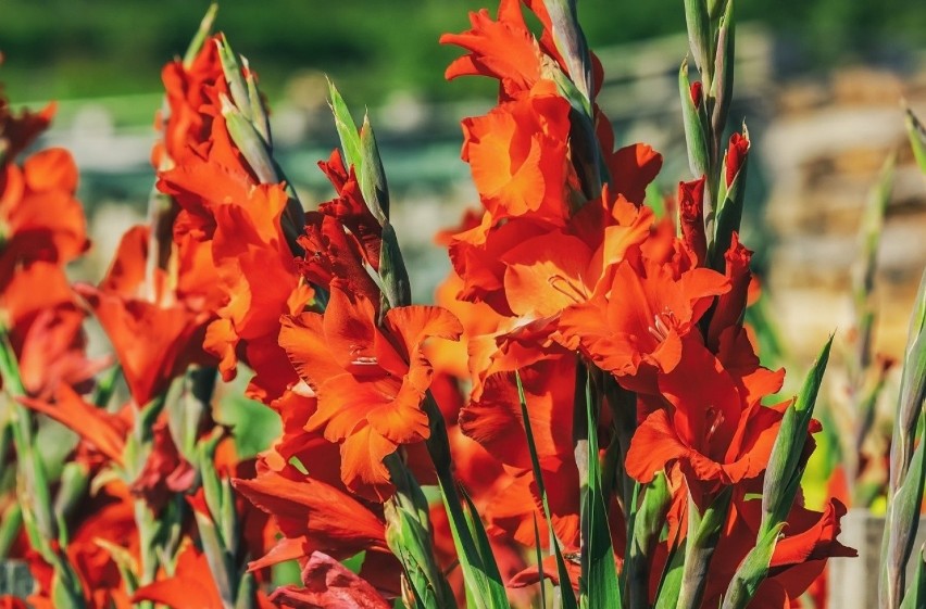 Gladiole nazywane też mieczykami to jedne z piękniejszych...